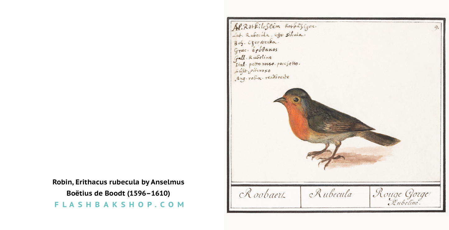 Robin, Erithacus rubecula by Anselmus Boetius de Boodt, 1596-1610 - Square Greetings Card