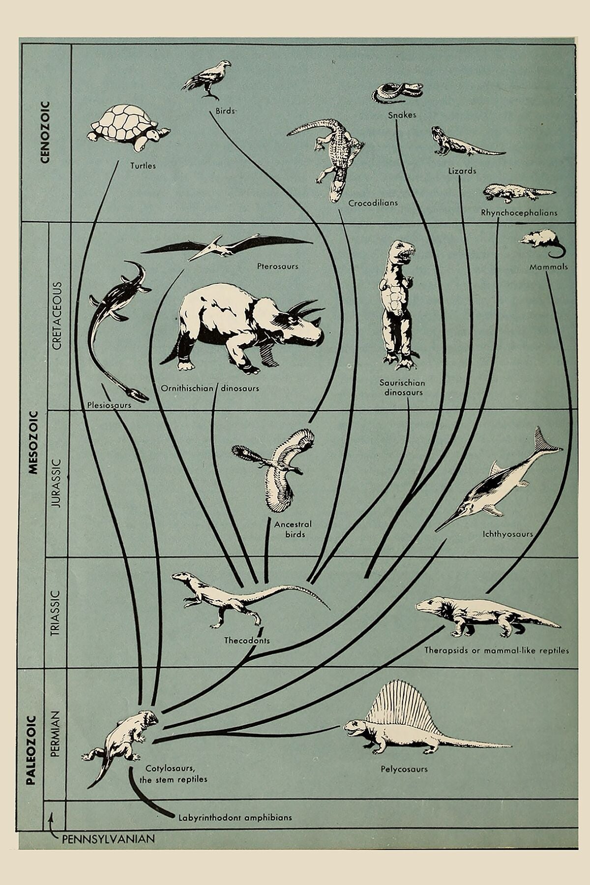 Dinosaur Evolution Chart