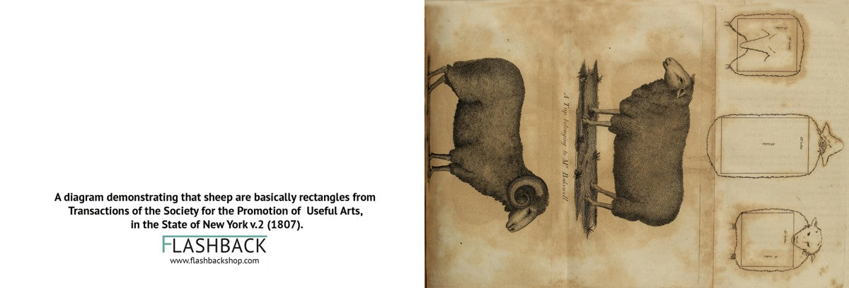 A diagram demonstrating that sheep are basically rectangles from Transactions of the Society for the Promotion of Useful Arts, in the State of New York v.2 (1807) - postcard