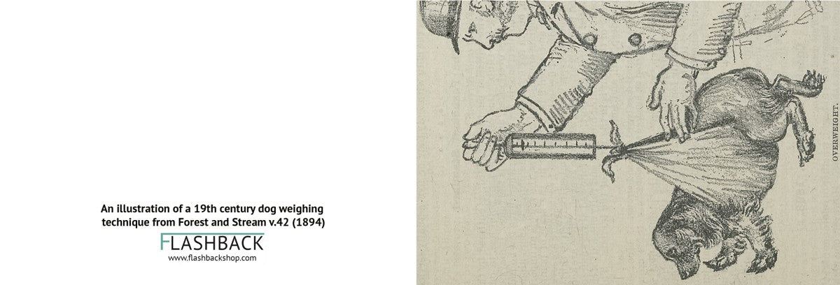 A diagram of the “correct way to hold a ferret” from Arthur Robert Harding’s Ferret facts and fancies (c1915) - postcard.jpg