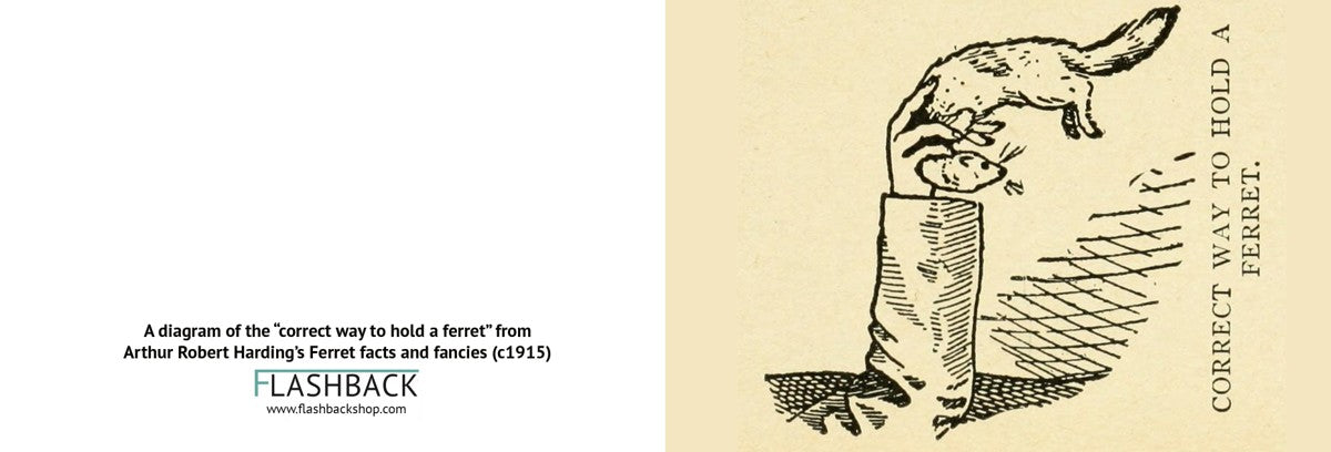 A diagram of the “correct way to hold a ferret” from Arthur Robert Harding’s Ferret facts and fancies (c1915) - postcard