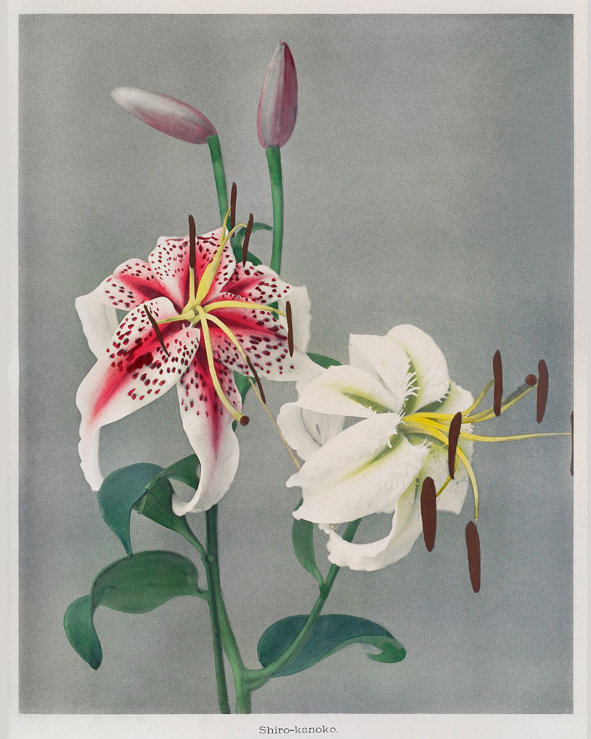 Some Japanese Flowers (1896) by Kazumasa Ogawa – Flashback Shop