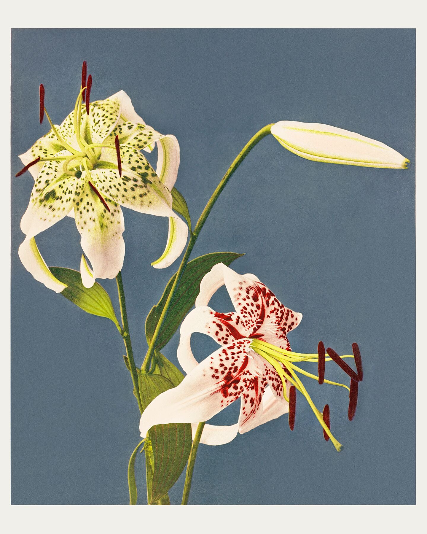 Lilies collotype from Japan. Described and Illustrated by the Japanese ...