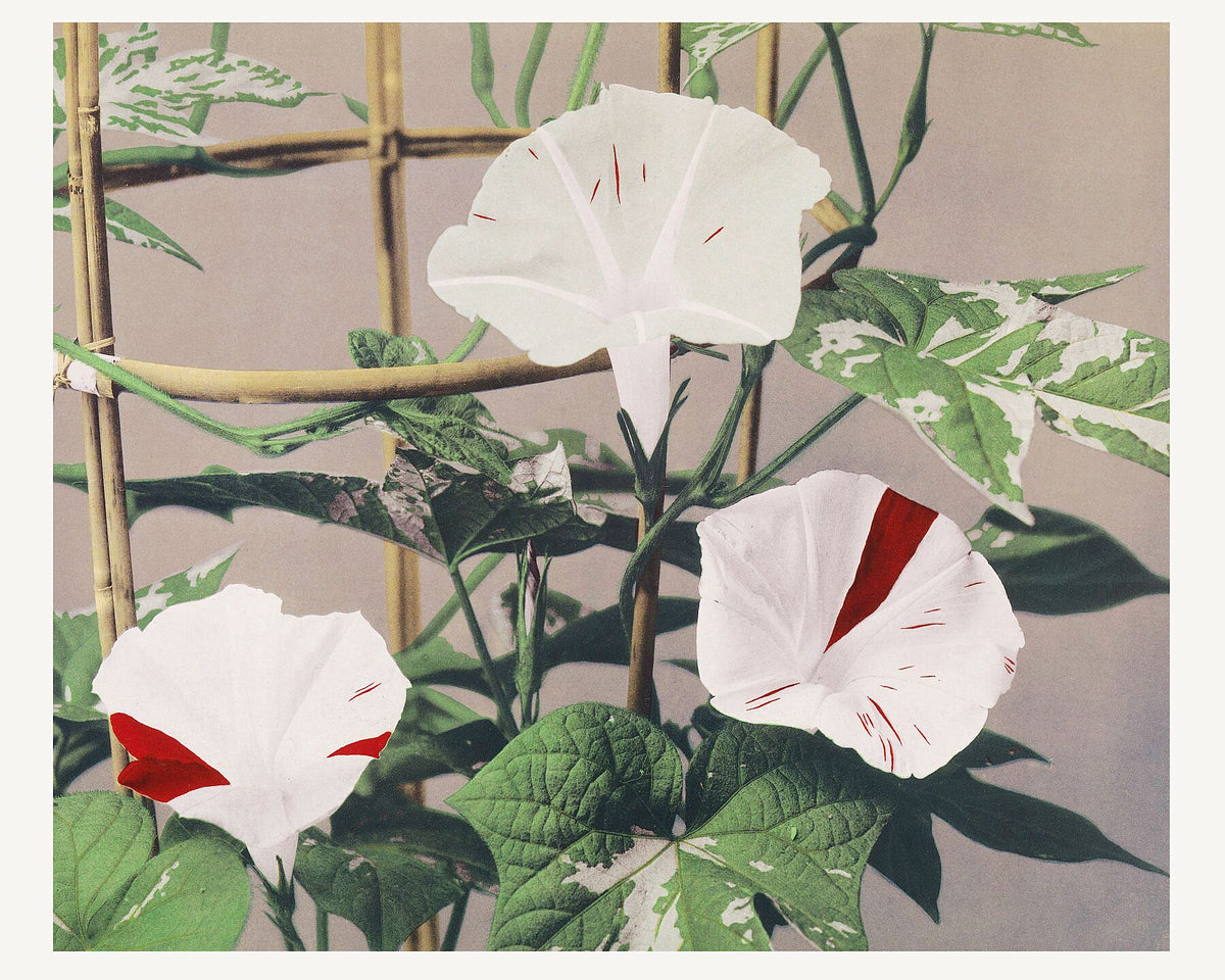 Striped Bindweed Flowers (1887–1897) by Ogawa Kazumasa – Flashback Shop