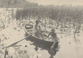 A sizes Gathering Water-Lilies