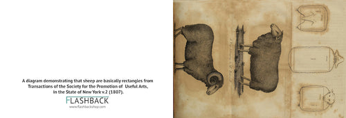 A diagram demonstrating that sheep are basically rectangles from Transactions of the Society for the Promotion of Useful Arts, in the State of New York v.2 (1807) - Postcard