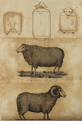 A diagram demonstrating that sheep are basically rectangles from Transactions of the Society for the Promotion of Useful Arts, in the State of New York v.2 (1807) - Postcard
