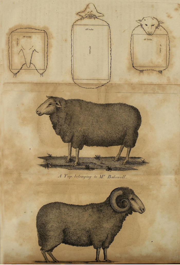 A diagram demonstrating that sheep are basically rectangles from Transactions of the Society for the Promotion of Useful Arts, in the State of New York v.2 (1807) - Postcard