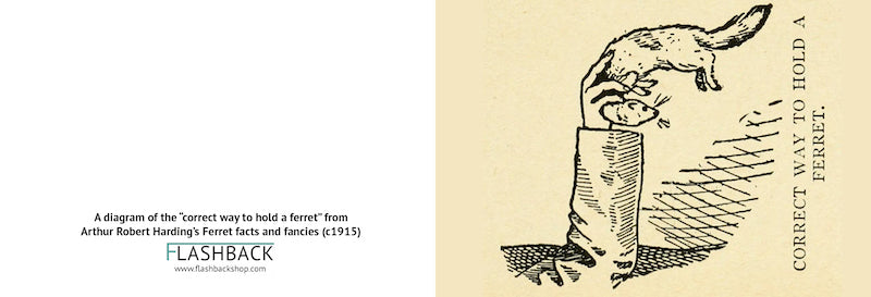 A diagram of the “correct way to hold a ferret” from Arthur Robert Harding’s Ferret facts and fancies (c1915) - Postcard