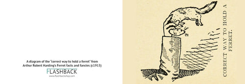 A diagram of the “correct way to hold a ferret” from Arthur Robert Harding’s Ferret facts and fancies (c1915) - Postcard