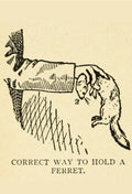 A diagram of the “correct way to hold a ferret” from Arthur Robert Harding’s Ferret facts and fancies (c1915) - Postcard