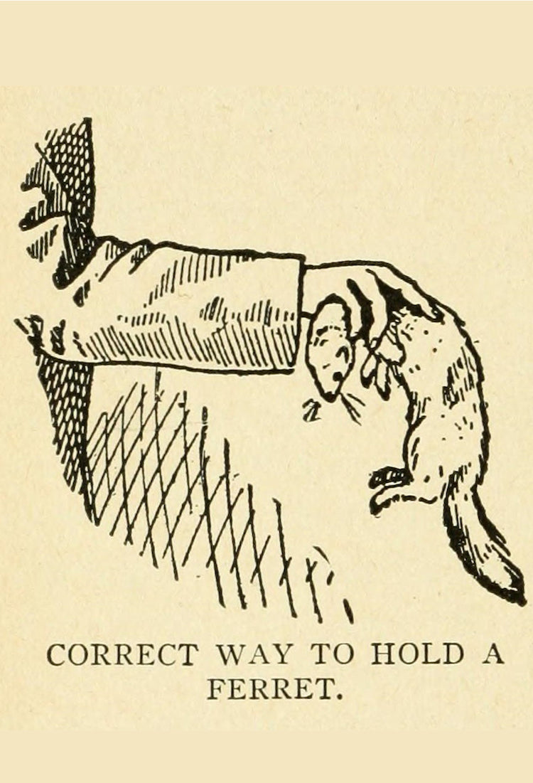 A diagram of the “correct way to hold a ferret” from Arthur Robert Harding’s Ferret facts and fancies (c1915) - Postcard