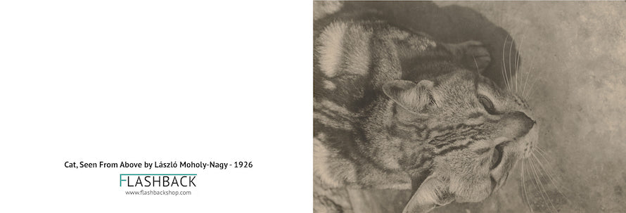 Cat From Above By L szl Moholy Nagy Postcard Flashback Shop cat-from-above-by-l-szl-moholy-nagy-postcard-flashback-shop