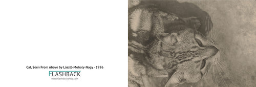 Cat from above by László Moholy-Nagy - Postcard