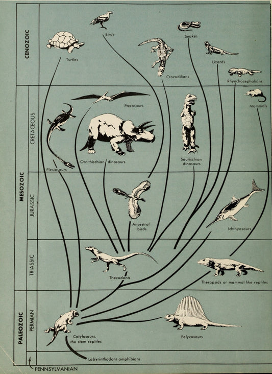 Dinosaur Family Tree, The Dinosaur Book, 1951 - Postcard