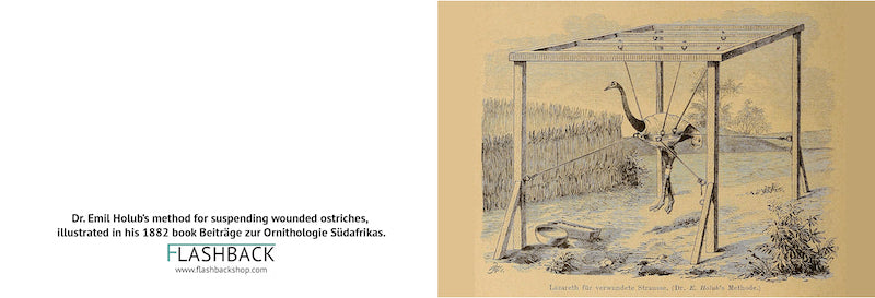 Dr. Emil Holub’s method for suspending wounded ostriches, illustrated in his 1882 book Beiträge zur Ornithologie Südafrikas - Postcard