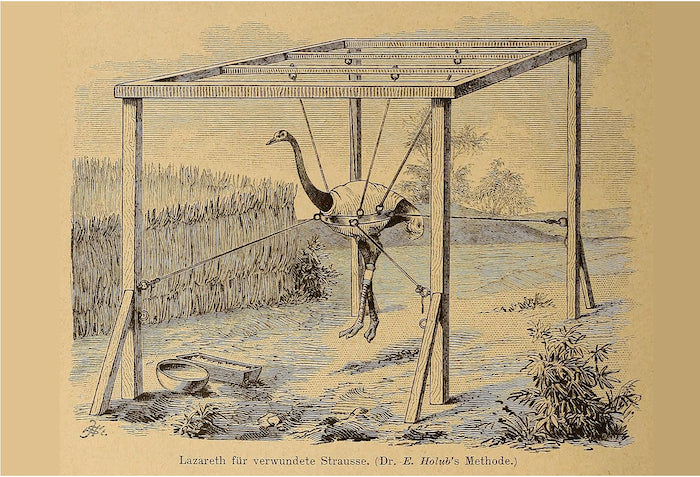 Dr. Emil Holub’s method for suspending wounded ostriches, illustrated in his 1882 book Beiträge zur Ornithologie Südafrikas - Postcard