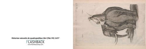 Historiae naturalis de quadrupedibus libri (Tab. VII) 1657 - postcard
