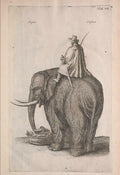 Historiae naturalis de quadrupedibus libri (Tab. VII) 1657 - postcard