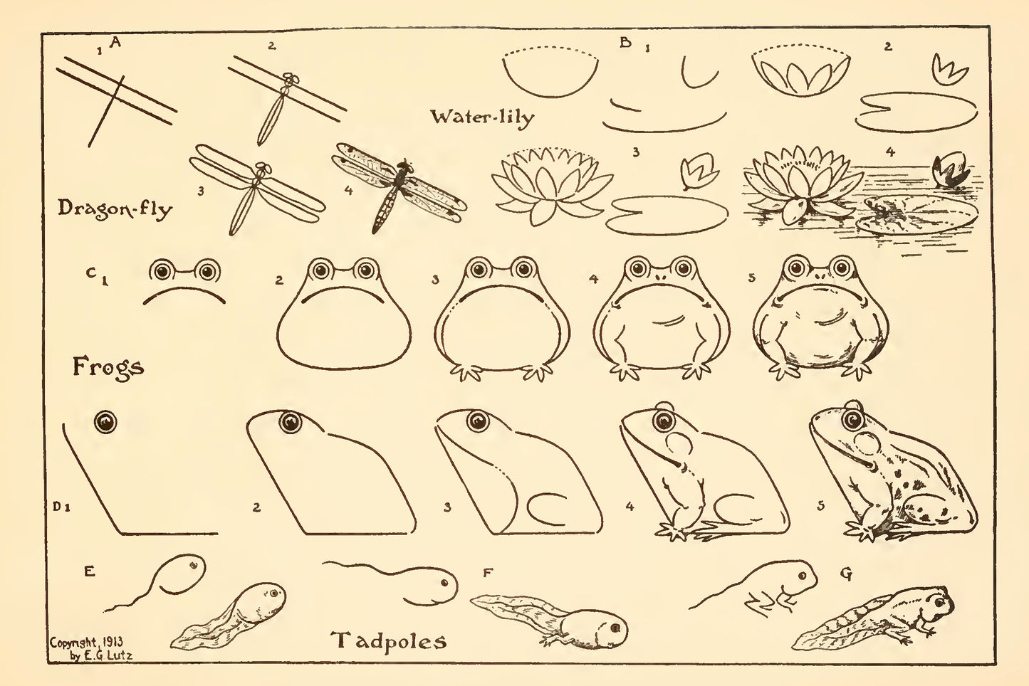 How To Draw Frogs, Dragonflies, Water Lilles and Tadpoles, 1913 - Postcard