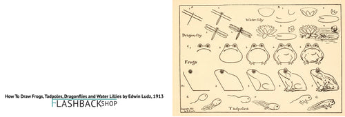 How To Draw Frogs, Dragonflies, Water Lilles and Tadpoles, 1913 - Postcard