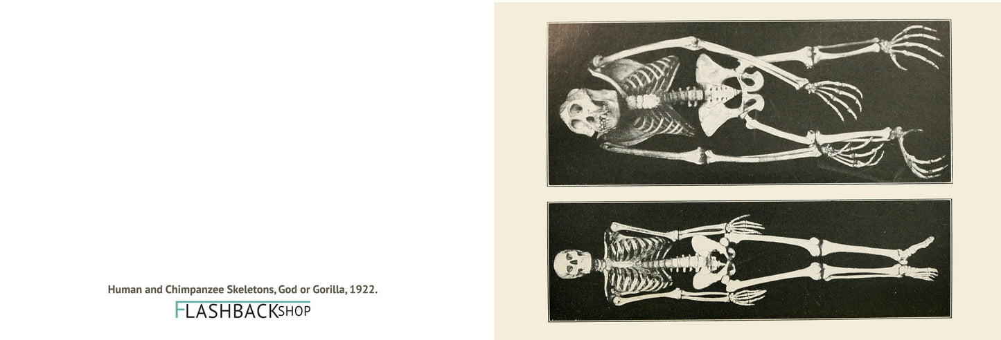 Human and Chimpanzee Skeletons, God or Gorilla, 1922 - Postcard