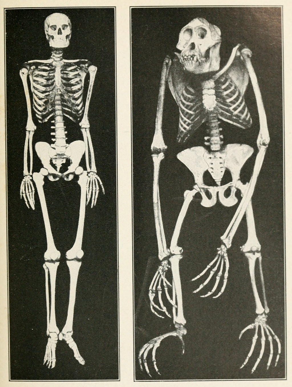 Human and Chimpanzee Skeletons, God or Gorilla, 1922 - Postcard