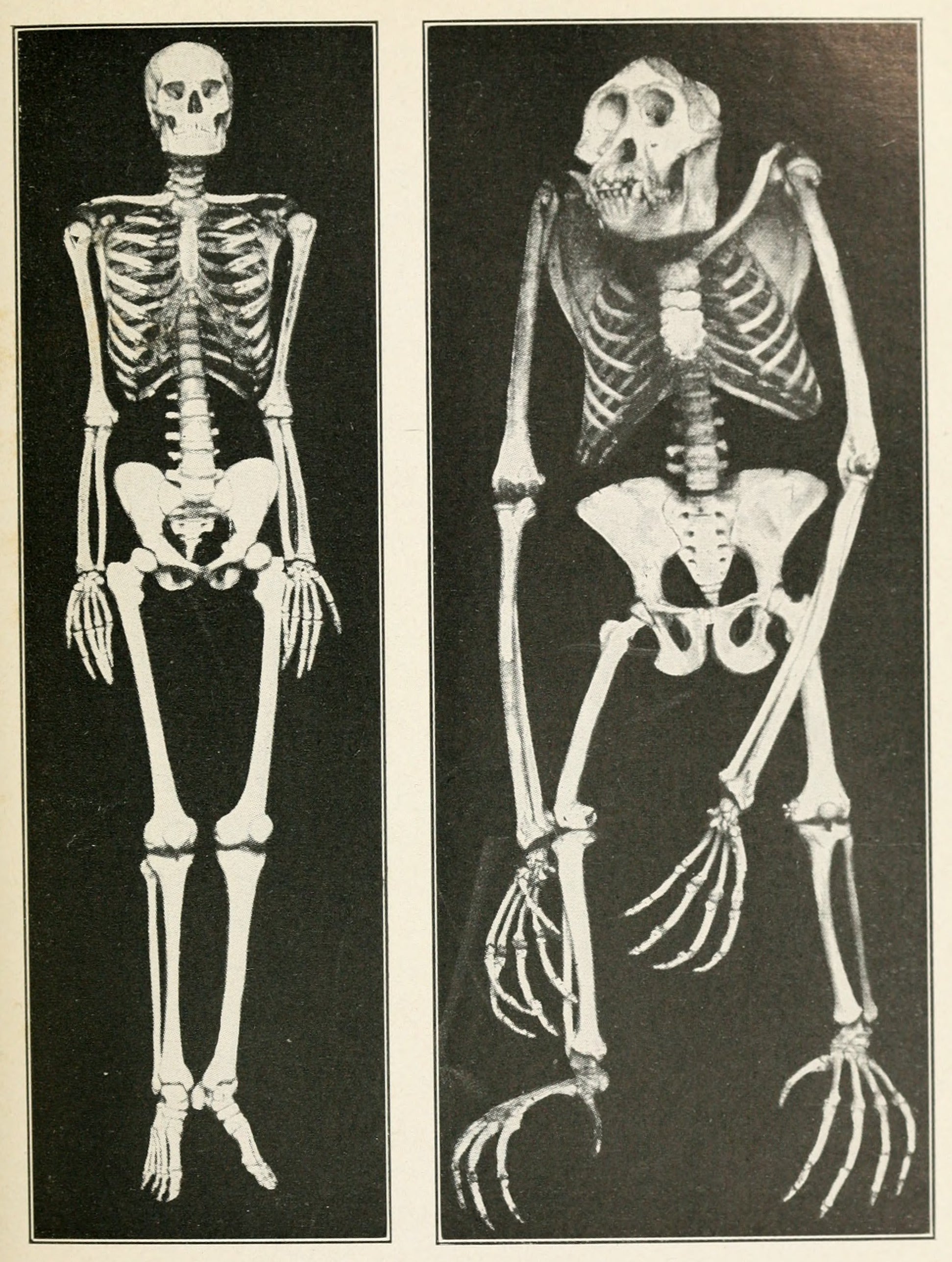 Human and Chimpanzee Skeletons, God or Gorilla, 1922 - Postcard