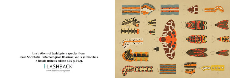 Illustrations of lepidoptera species from Horae Societatis Entomologicae Rossicae, variis sermonibus in Rossia usitatis editae t.26 (1892) - postcard
