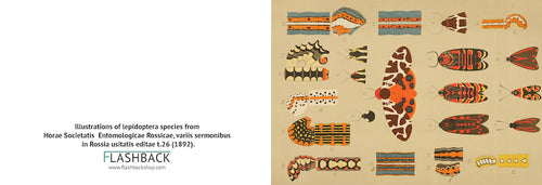 Illustrations of lepidoptera species from Horae Societatis Entomologicae Rossicae, variis sermonibus in Rossia usitatis editae t.26 (1892) - postcard