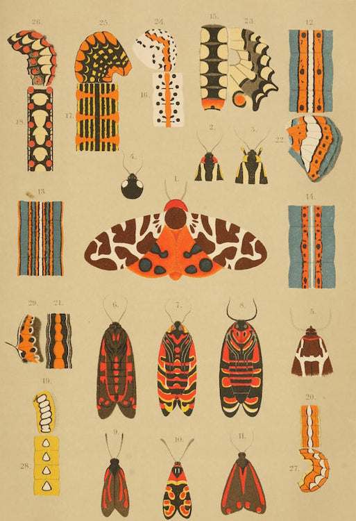 Illustrations of lepidoptera species from Horae Societatis Entomologicae Rossicae, variis sermonibus in Rossia usitatis editae t.26 (1892) - postcard