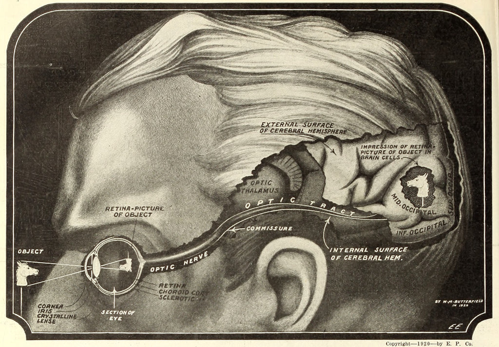 “In accordance with the latest theory…it is thought that we actually ‘see’ by electrical means.” The Electrical experimenter. July 1920 - Postcard