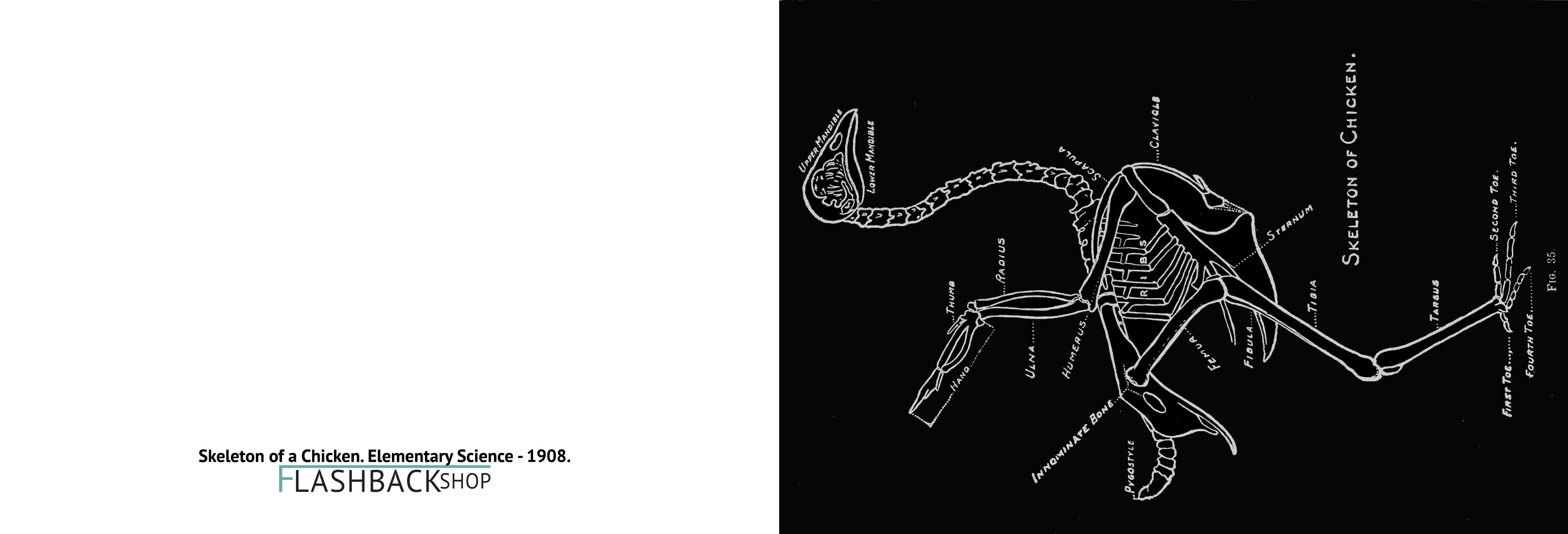 Skeleton of Chicken, Elementary Science, 1908 - Postcard
