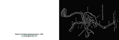 Skeleton of Chicken, Elementary Science, 1908 - Postcard