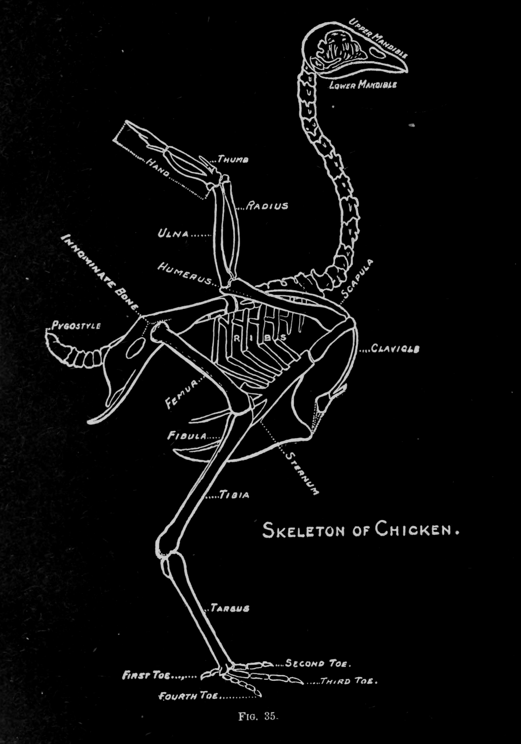 Skeleton of Chicken, Elementary Science, 1908 - Postcard