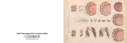 Teeth from Eugène Alix’s Le cheval, 1886 - Postcard