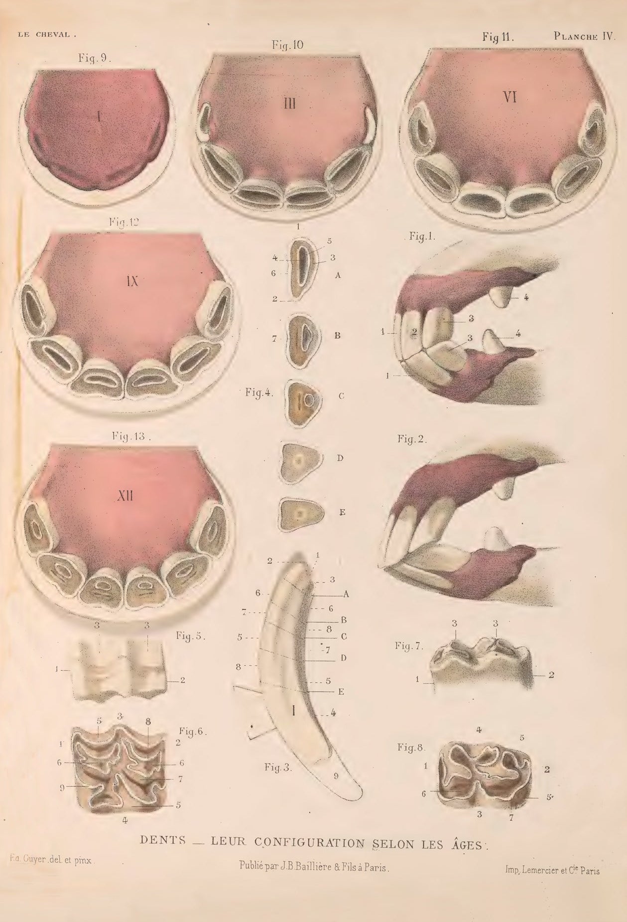 Dientes de Le cheval de Eugène Alix, 1886 - Postal