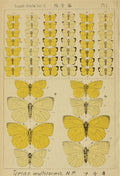 Terras muilforms from Insect World magazine 1900 - postcard