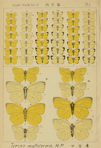 Terras multiformes de la revista Insect World, 1900 (postal)