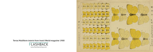 Terras muilforms from Insect World magazine 1900 - postcard