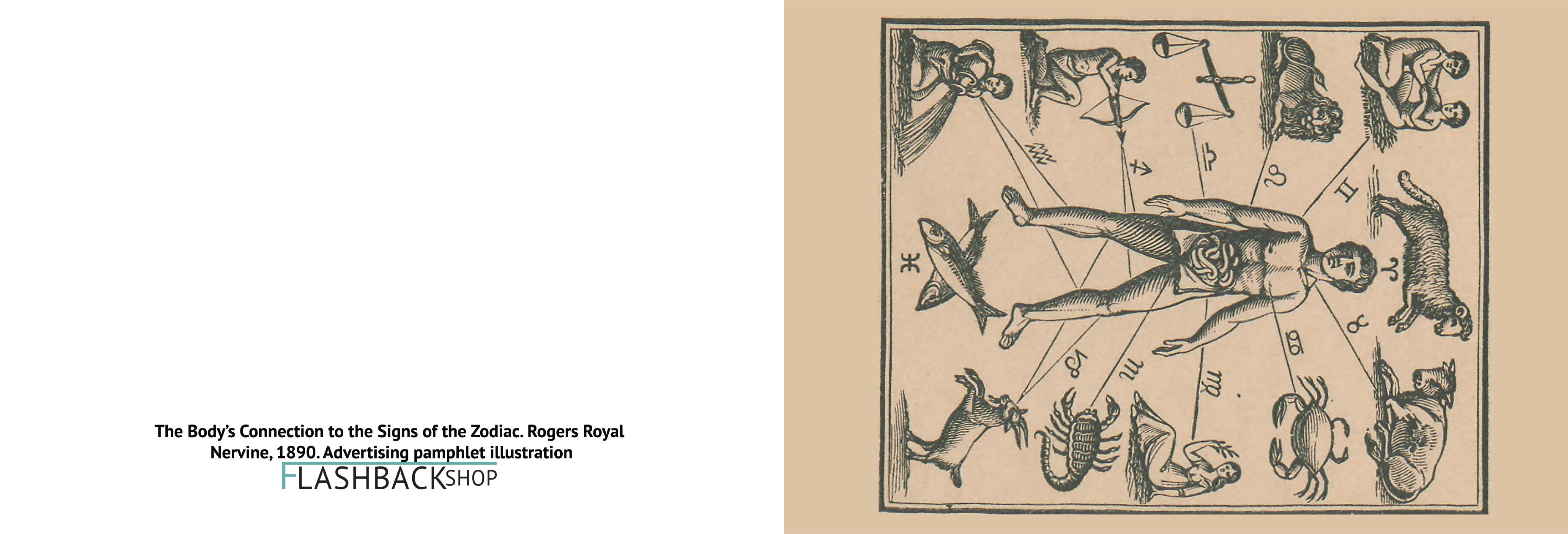 The Body’s Connection to the Signs of the Zodiac, Rogers Royal Nervine, 1890 - Postcard