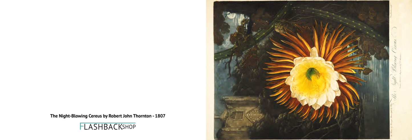 The Night-Blowing Cereus by Robert John Thornton, 1807 - Postcard