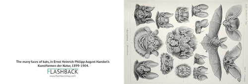 The many faces of bats, in Ernst Heinrich Philipp August Haeckel’s Kunstformen der Natur, 1899-1904 - Postcard