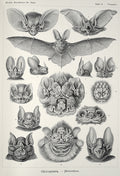 The many faces of bats, in Ernst Heinrich Philipp August Haeckel’s Kunstformen der Natur, 1899-1904 - Postcard