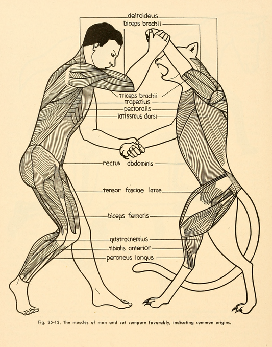The muscles of man and cat compare favorably, indicating common origins, Zoology, 1952 - Postcard