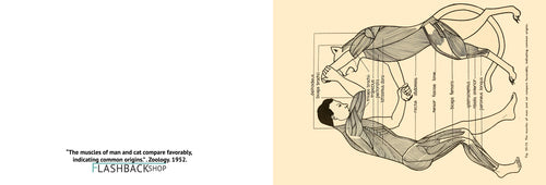 The muscles of man and cat compare favorably, indicating common origins, Zoology, 1952 - Postcard