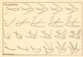 How To Draw Flying Birds by Edwin Lutz, 1913 - Postcard