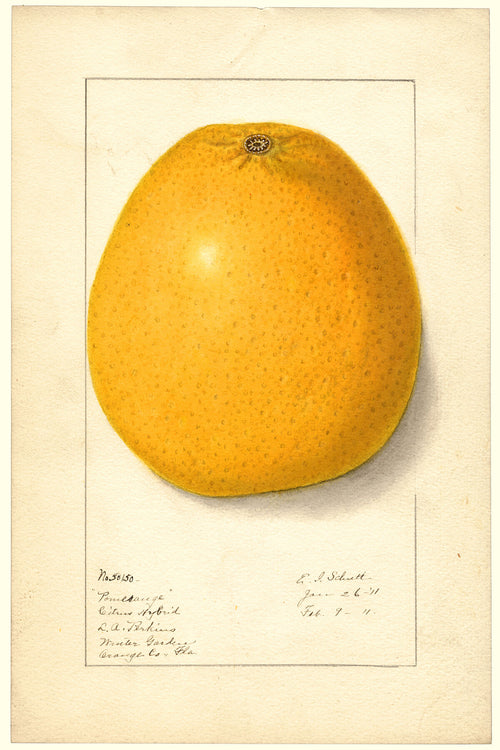 9947728