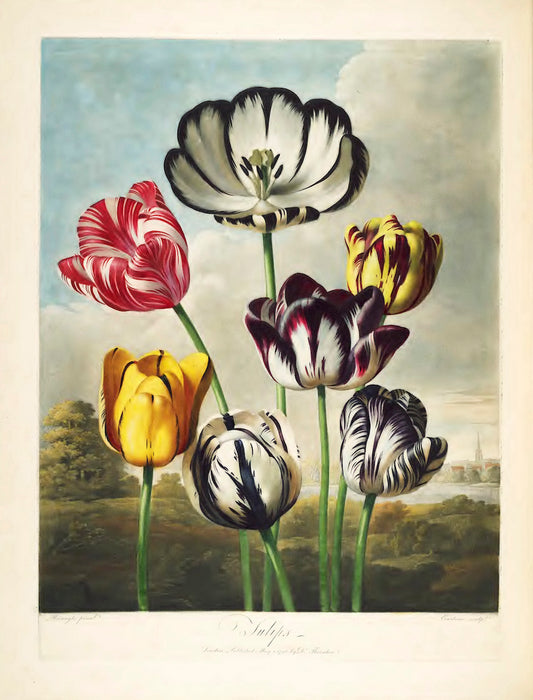 Tulips by Robert John Thornton, 1807 - Postcard
