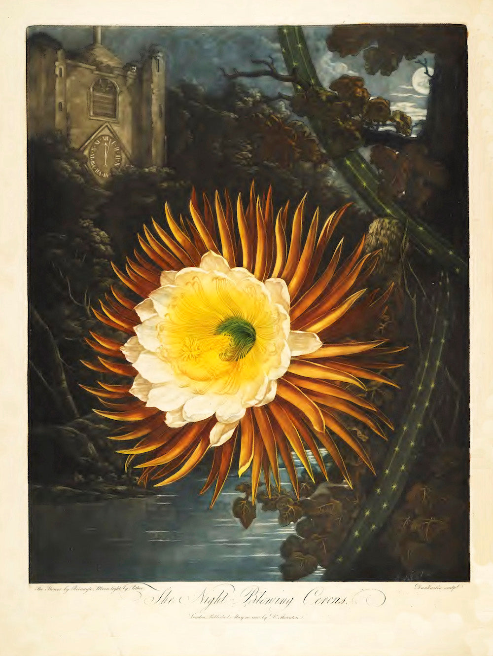 The Night-Blowing Cereus by Robert John Thornton, 1807 - Postcard
